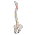 Highly Flexible Spine Model F787