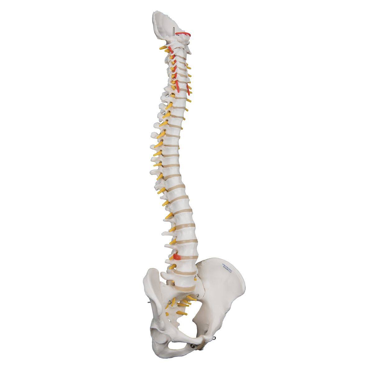Highly Flexible Spine Model F787