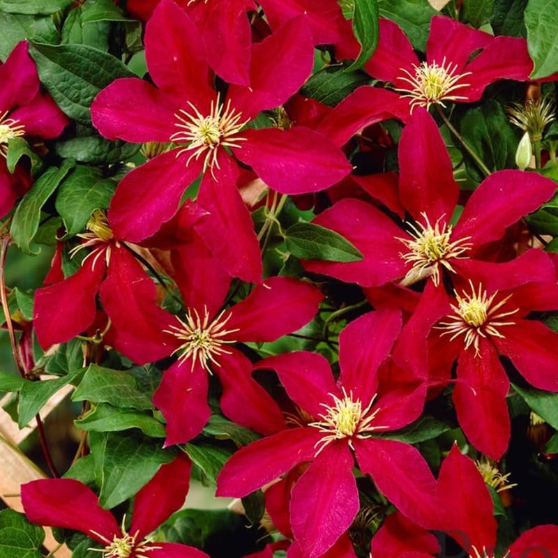 Red Clematis Vine Plant Live, 2.5 Inc Pot U622996