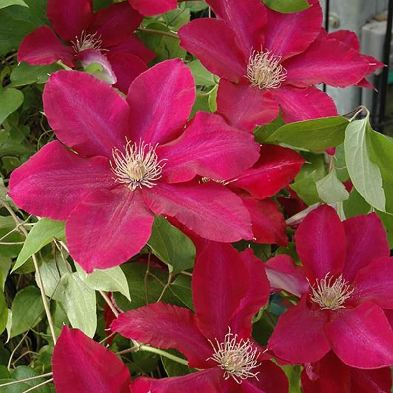 Red Clematis Vine Plant Live, 2.5 Inc Pot U622996