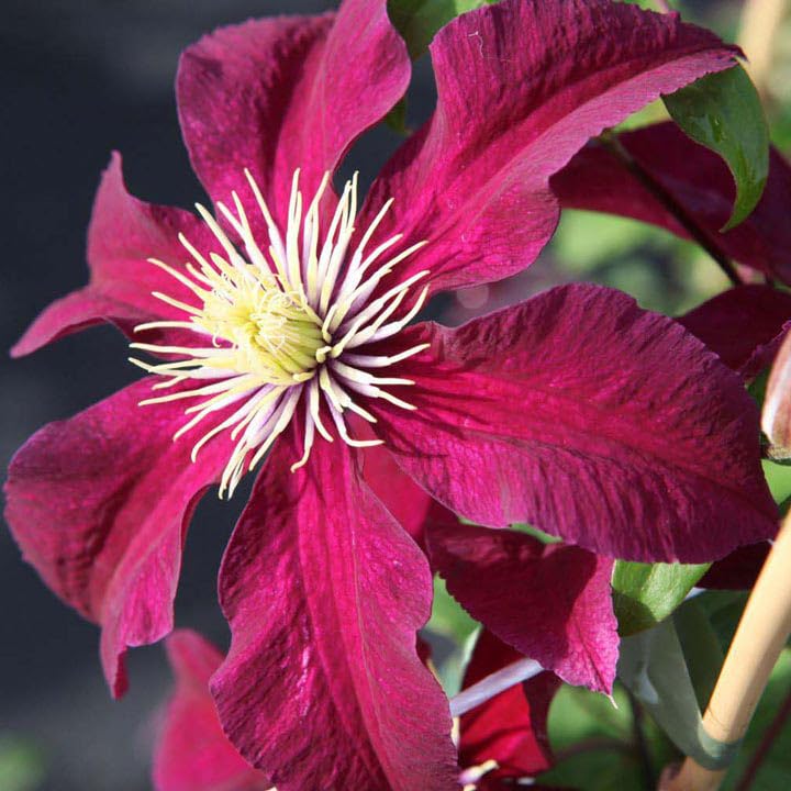 Red Clematis Vine Plant Live, 2.5 Inc Pot U622996