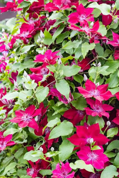 Red Clematis Vine Plant Live, 2.5 Inc Pot U622996