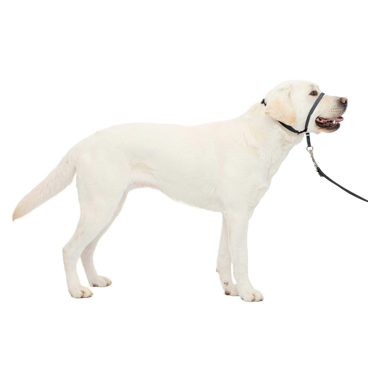 Headcollar L411301