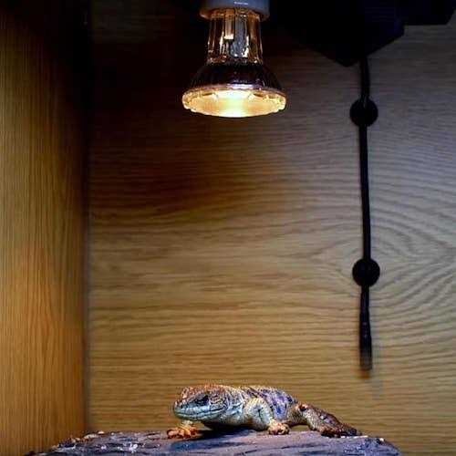 Halogen Heat Lamp H41659