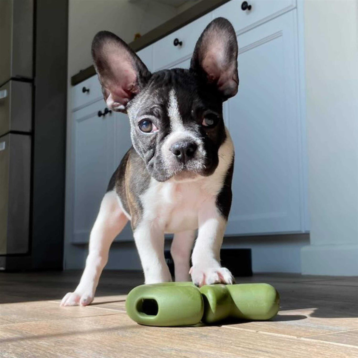 Dog Toy W24947