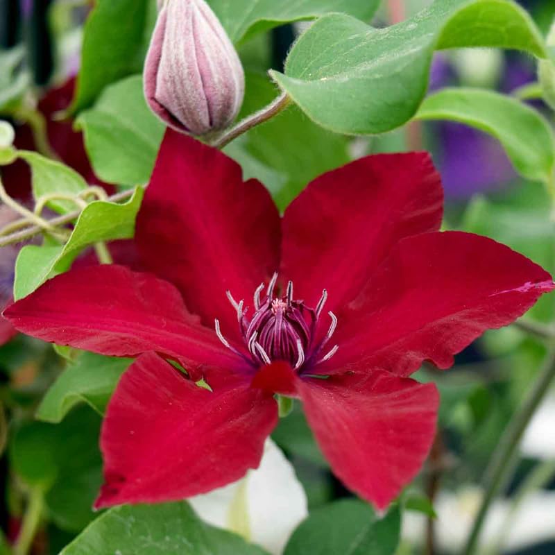 Red Clematis Vine Plant Live, 2.5 Inc Pot U622996