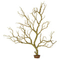 Manzanita Branch 22-inch Tall with Weighted Base V397
