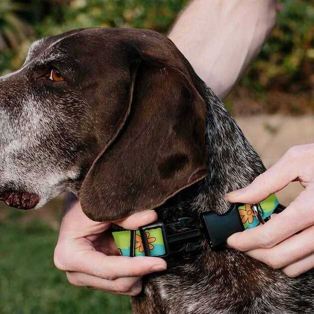 Scooby Doo The Mystery Machine Dog Collar J535548