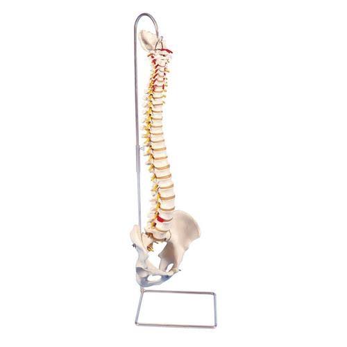 Highly Flexible Spine Model F787