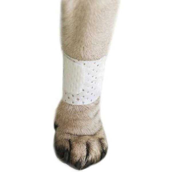 Protective Dog Bandage Cover H235571