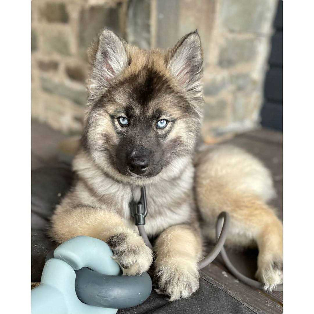 Dog Toy W24947