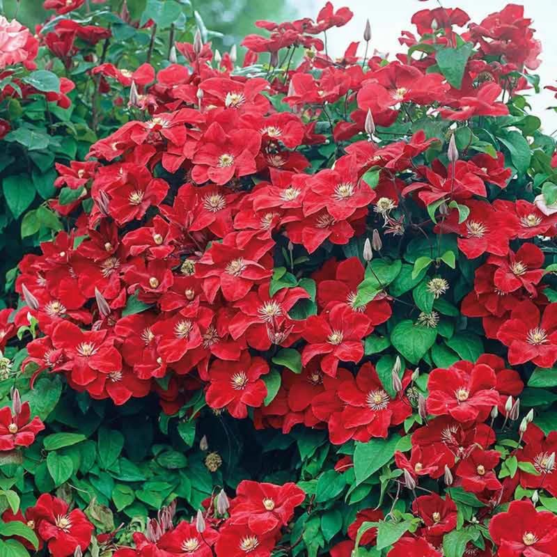 Red Clematis Vine Plant Live, 2.5 Inc Pot U622996