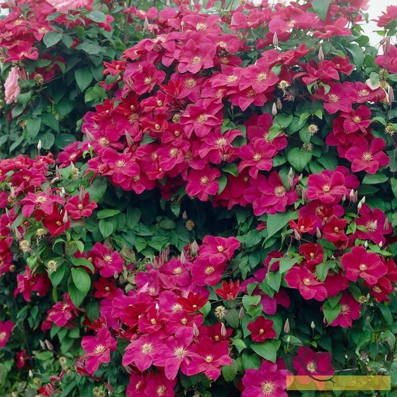 Red Clematis Vine Plant Live, 2.5 Inc Pot U622996