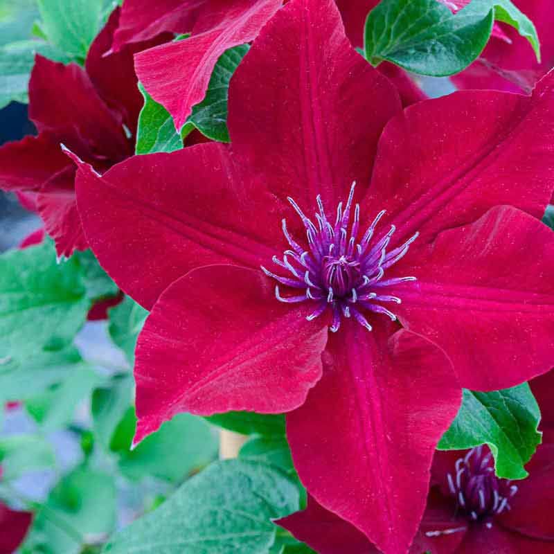 Red Clematis Vine Plant Live, 2.5 Inc Pot U622996