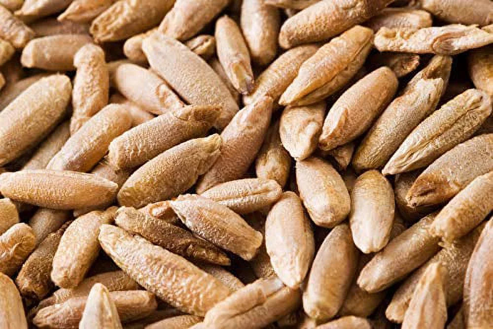 22 Pound Bag Of Rye Berries L5322