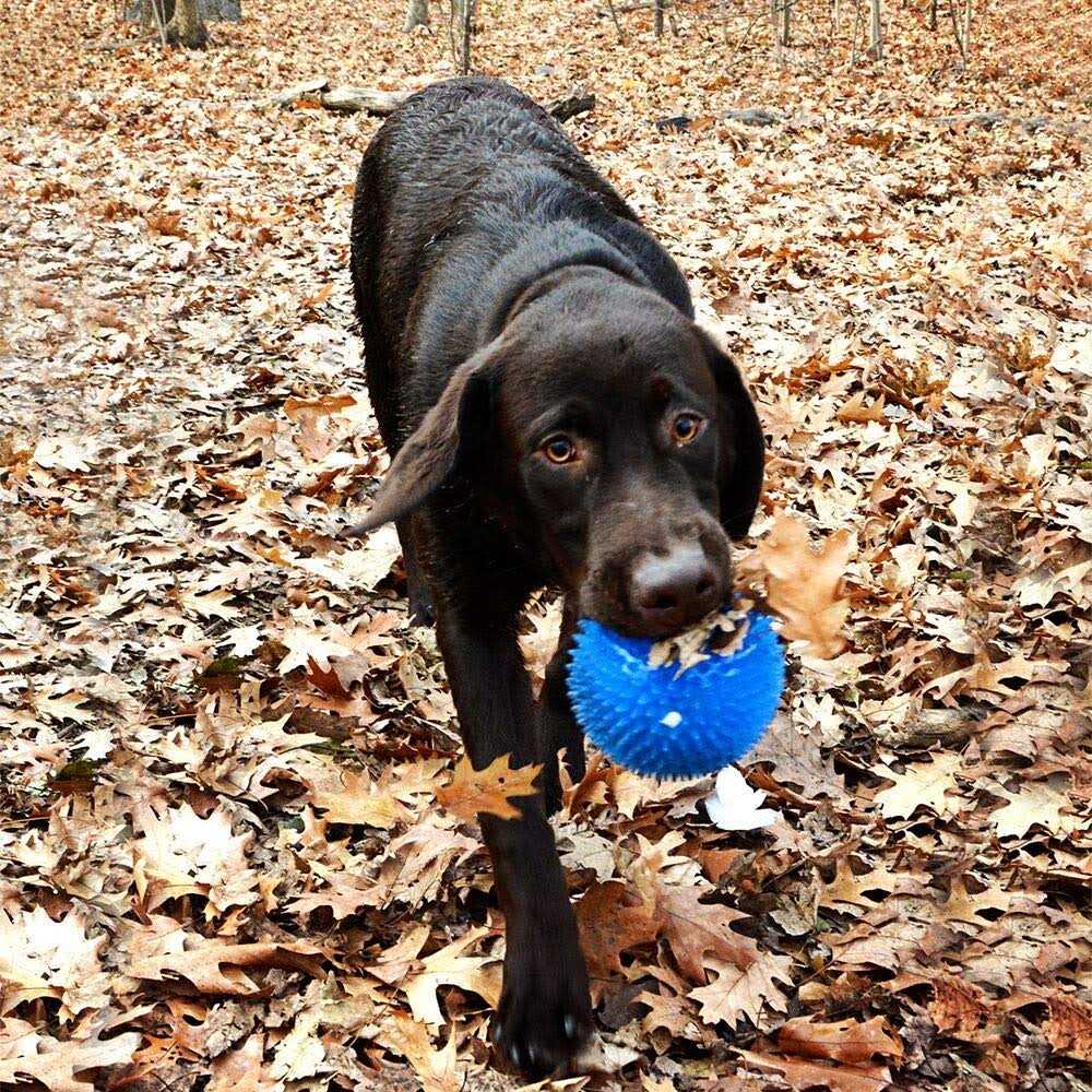 Large Squeak & Light Ball Dog Toy O5664